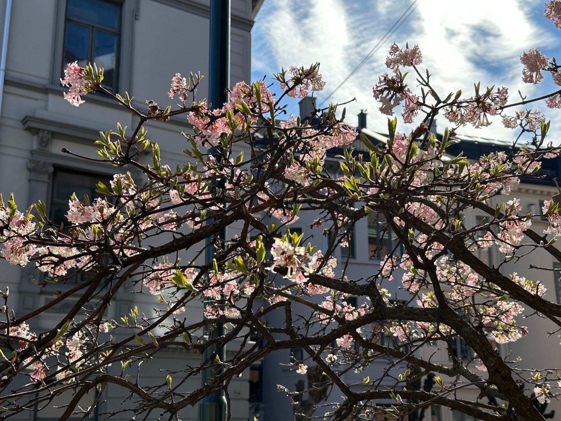 Blomstrende tre ved Albingallerikafé i vårsol